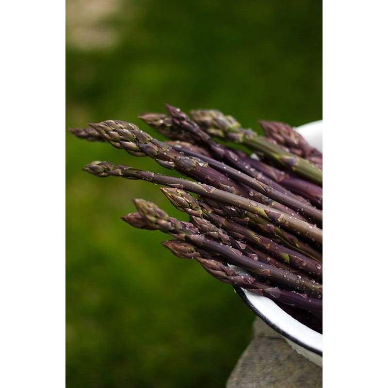 Asprargus ’Purple Passion’ - Spring