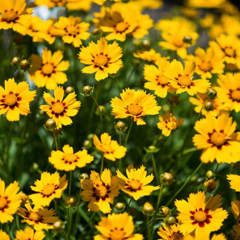 Baby Sun Coreopsis - Flowers