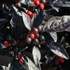 Black Pearl Ornamental Pepper - Flowers