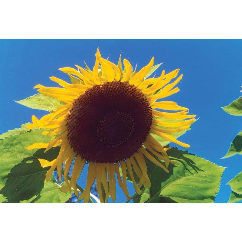 Black Russian Sunflower - Flowers