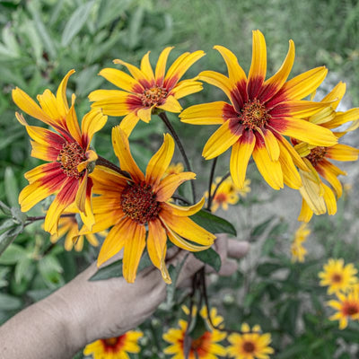 Burning Hearts Heliopsis - Flowers