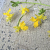 Canary Creeper - Flowers