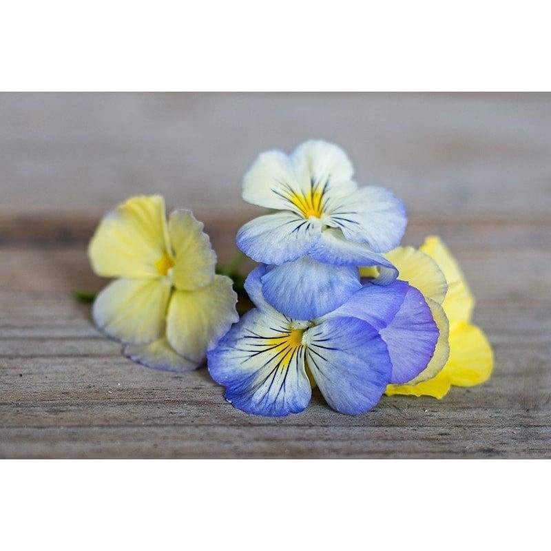 Cool Wave Series Pastel Mix Pansy - Flowers