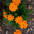 Cosmic Orange Cosmo - Flowers