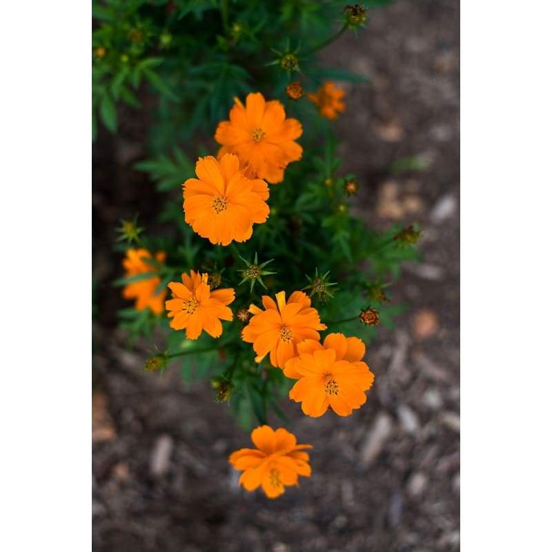Cosmic Orange Cosmo - Flowers