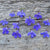 Crystal Palace Lobelia - Flowers
