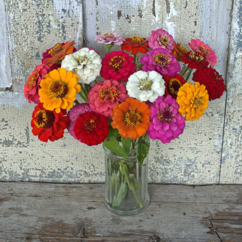 Cut and Come Again Zinnia - Flowers