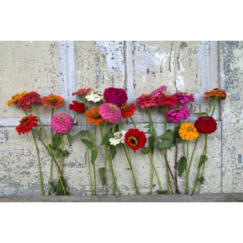 Cut and Come Again Zinnia - Flowers