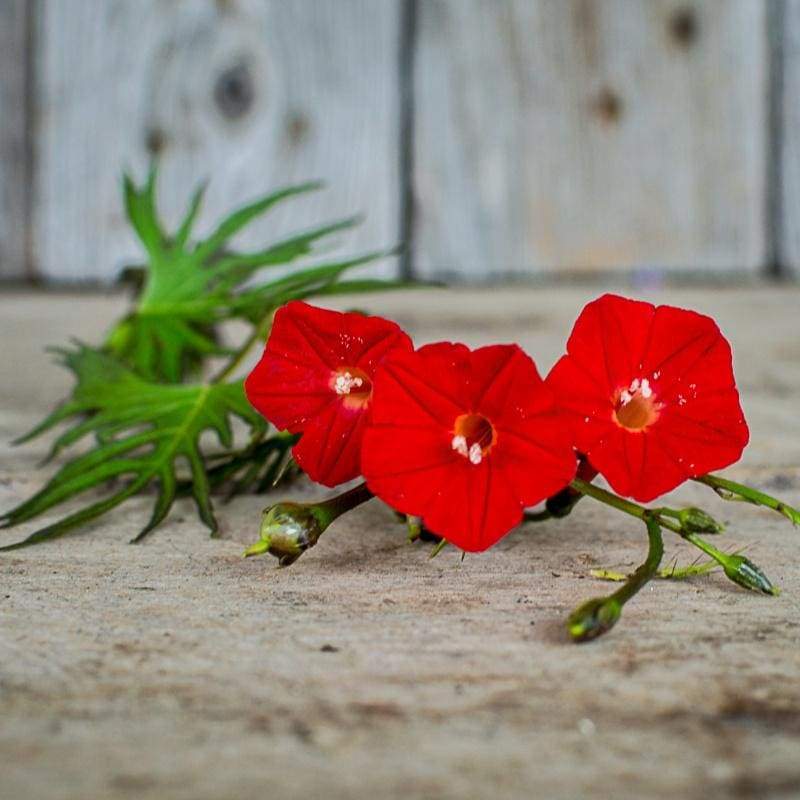 Cardinal Climber - Flowers