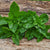 Dolce Fresca Basil - Herbs