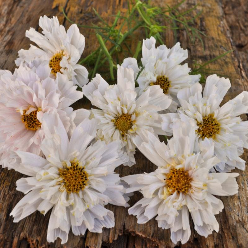 Double Click Snow Puff Cosmos - Flowers