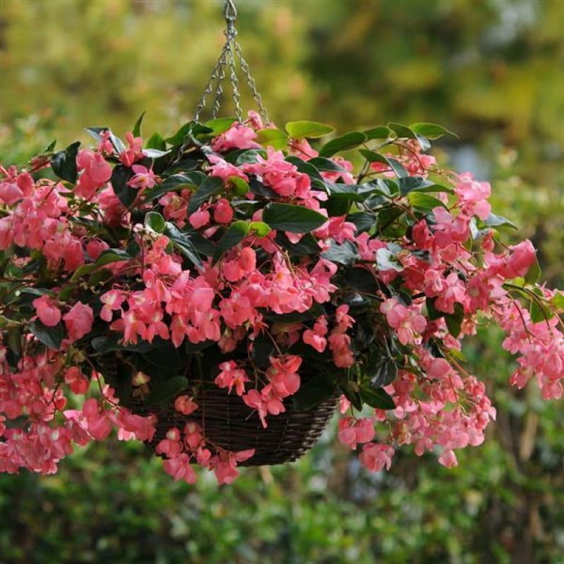Dragon Wing Pink Begonia - Flowers