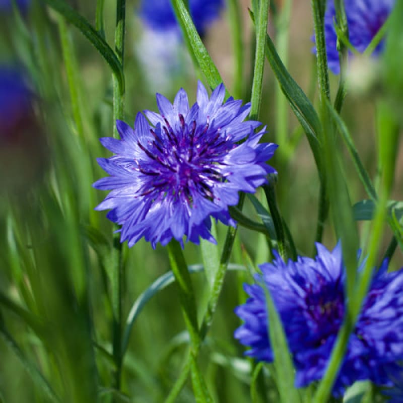 Dwarf Blue Centaurea - Flowers