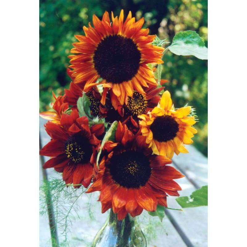 Earthwalker Sunflower - Flowers
