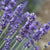 English Lavender - Herbs