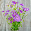 Fairy Mix Candytuft - Flowers