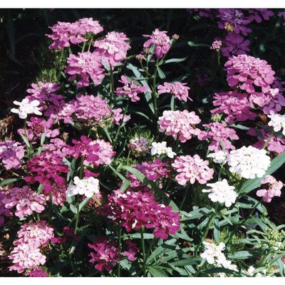 Candytuft - Fairy Mix - Flowers