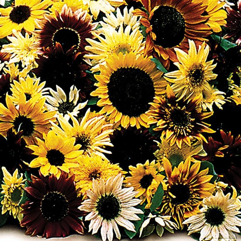 Fantasia Mixture Sunflower - Flowers