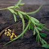 Fenugreek - Herbs