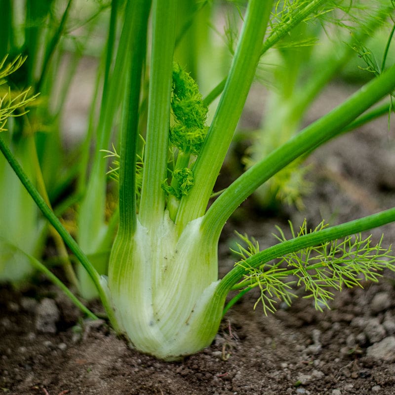 Florence Fennel (100 Days) - Herbs