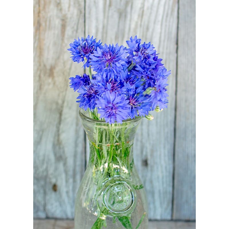 Florist Blue Boy Centaurea - Flowers