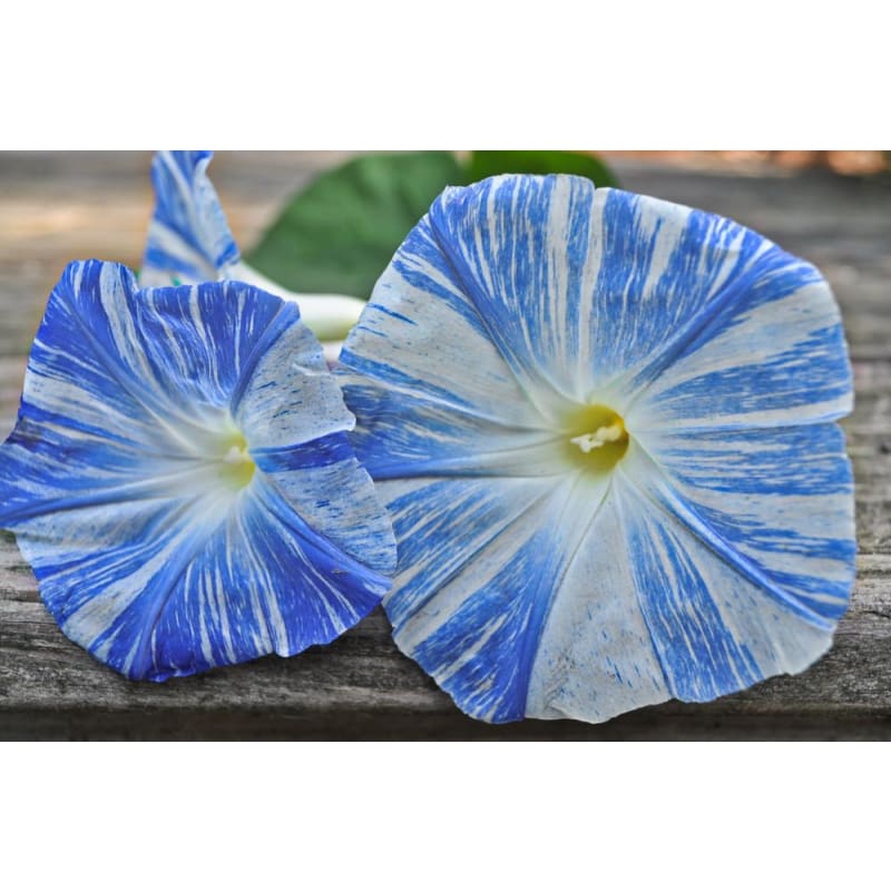 Flying Saucers Morning Glory - Flowers