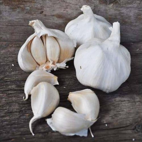 Garlic Domestic Soft Neck (Spring Planting) - Spring