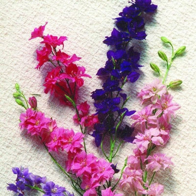 Giant Imperial Mix Larkspur - Flowers