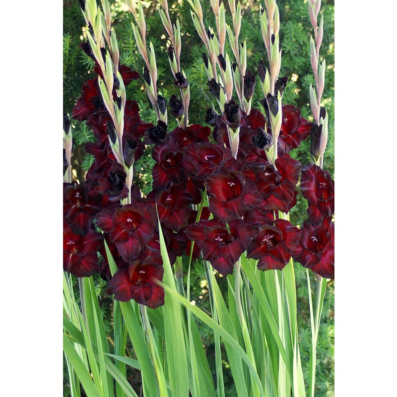 Gladiolus ’Black Sea’ - Spring