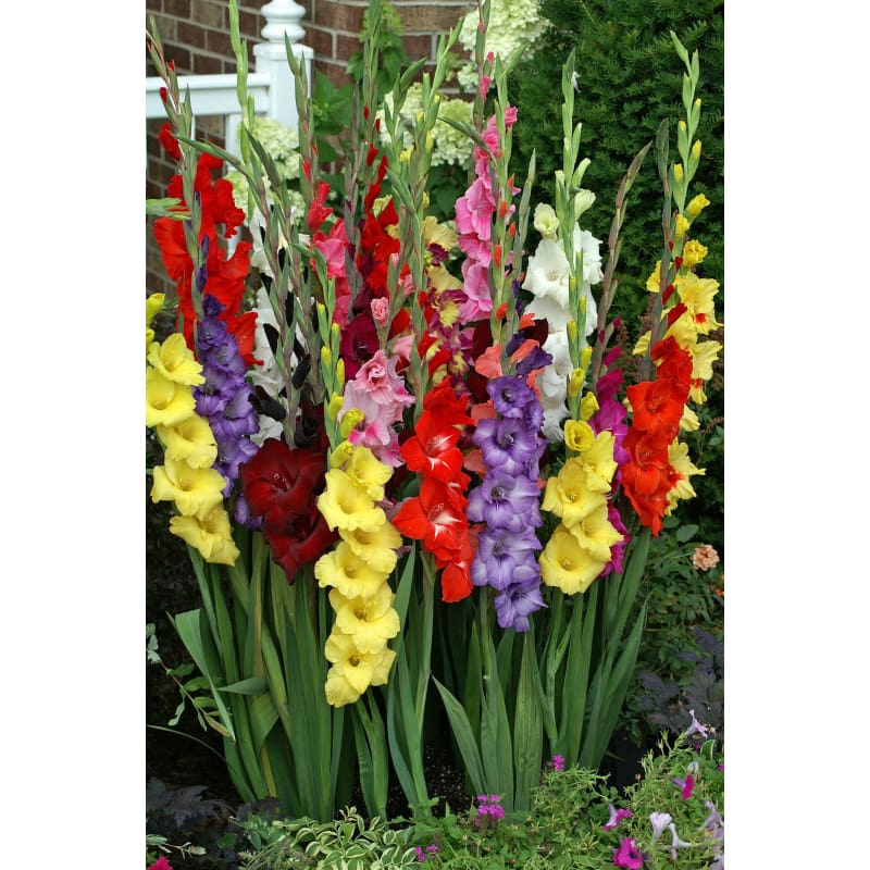 Gladiolus ’Commercial Mixture’ - Spring