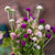 Globe Amaranth - Flowers