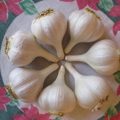 Hardneck Garlic-Bavarian Purple (Fall Planting)