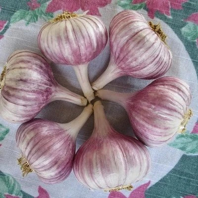 Hardneck Garlic- Duganski (Fall Planting) - Fall
