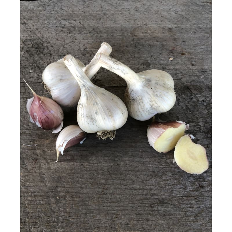 Hardneck Garlic- German White (Fall Planting) - Fall