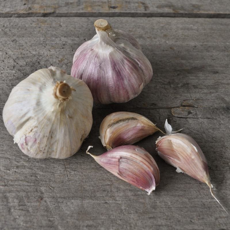 Hardneck Garlic- German White (Fall Planting) - Fall