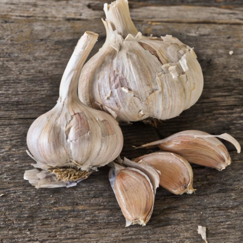Hardneck Garlic - Spanish Roja (Fall Planting) - Fall