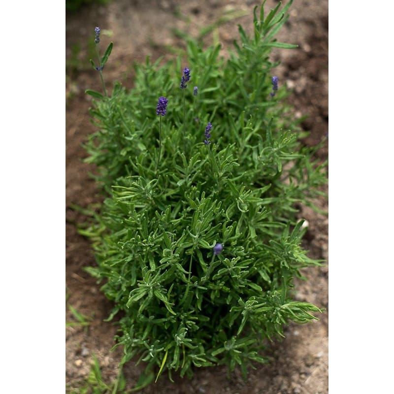 Hidcote Blue Lavender - Herbs
