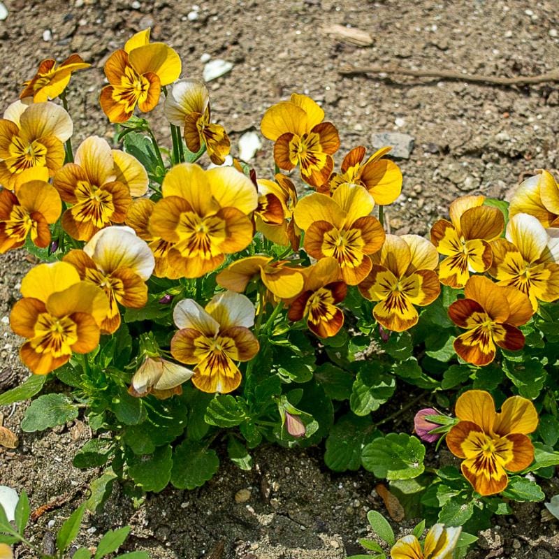 Honeybee Viola - Flowers