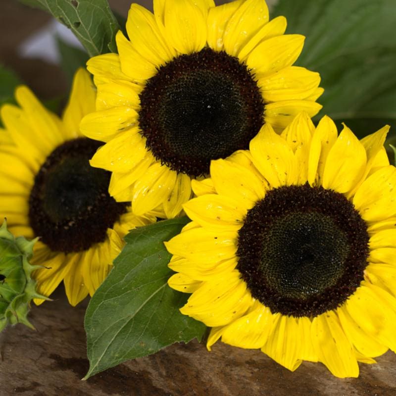 Ikarus Sunflower - Flowers