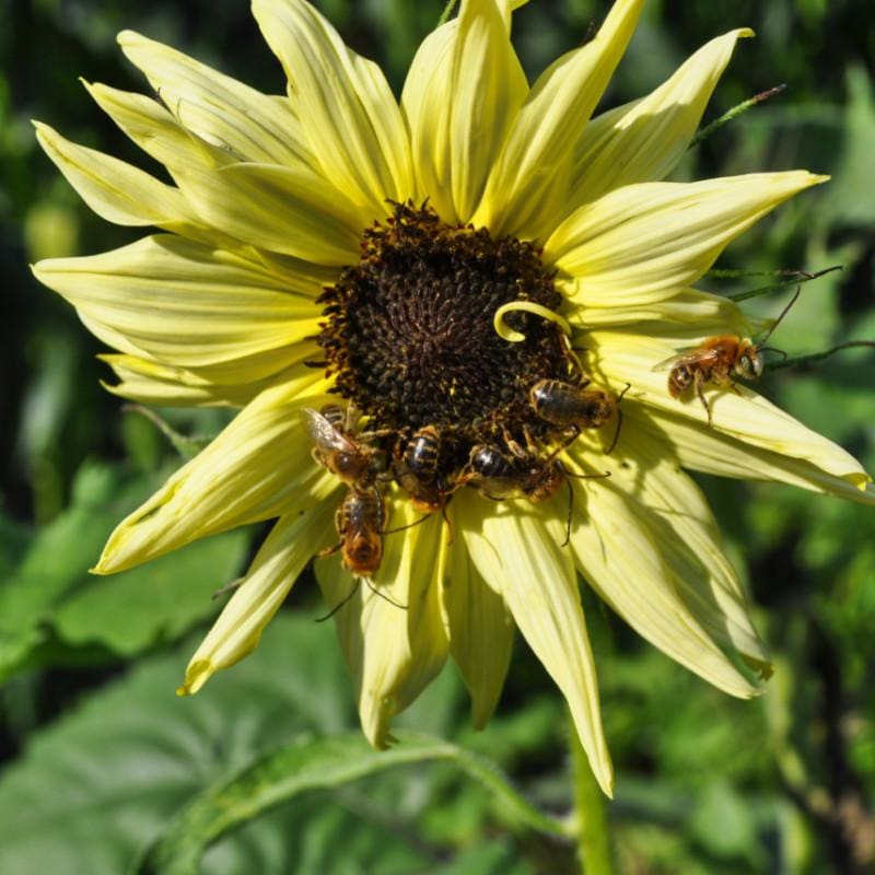 Italian White Sunflower - Flowers