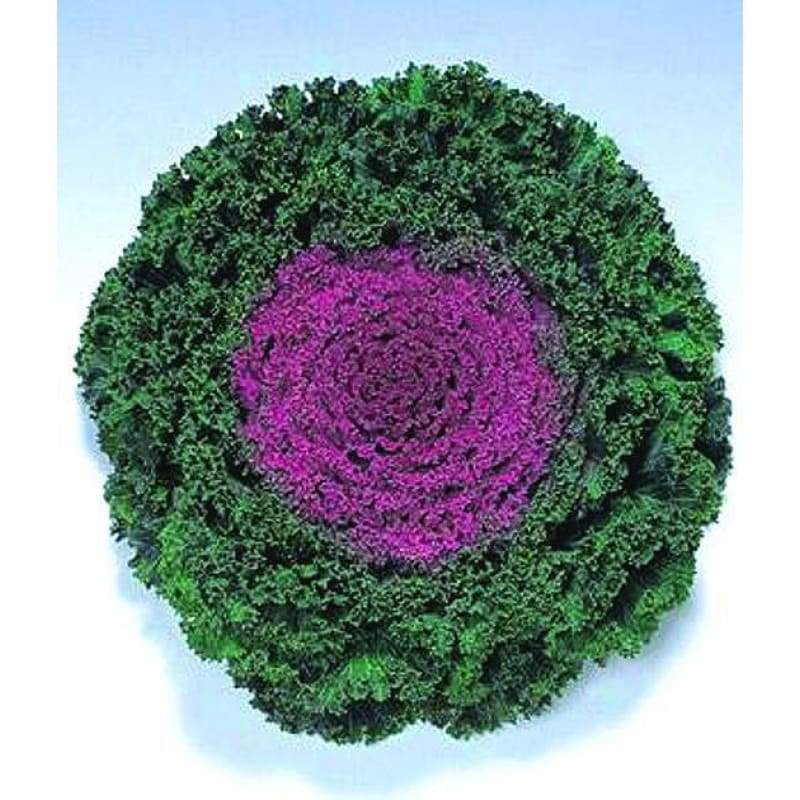 Flowering Cabbage - Kamome Red - Flowers
