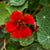 King Theodore Nasturtium - Flowers