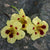Ladybird Cream Purple Spot Nasturtium - Flowers