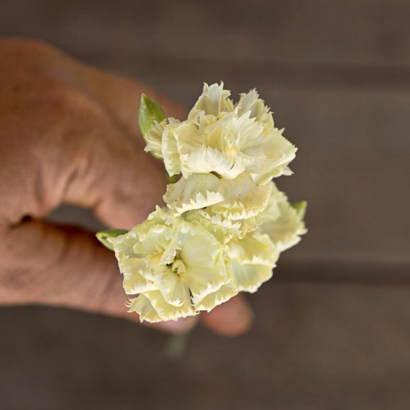 Lemon Fizz Dianthus - Flowers