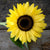 Lemon Queen Sunflower - Flowers