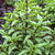 Licorice Basil - Herbs