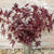 Mahogany Splendor Hibiscus - Flowers