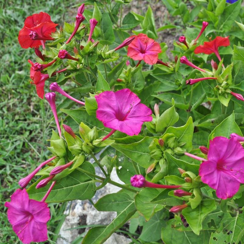 Marvel of Peru Mirabilis - Flowers