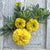 Marvel Yellow Marigold - Flowers