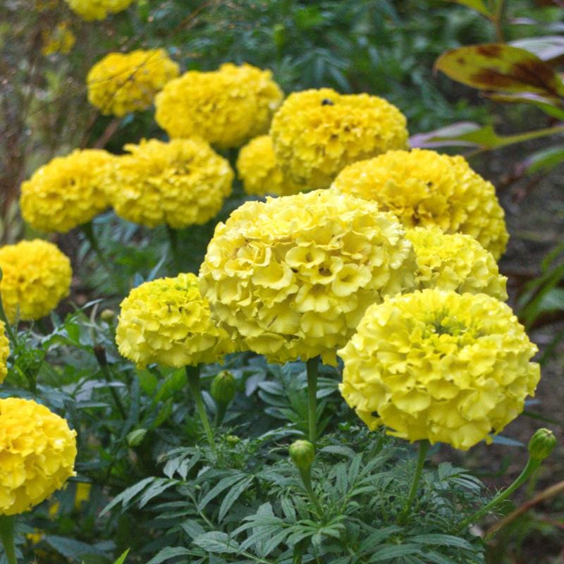Marvel Yellow Marigold - Flowers